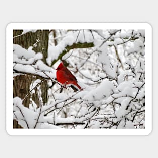 Winter Cardinal 3 Sticker